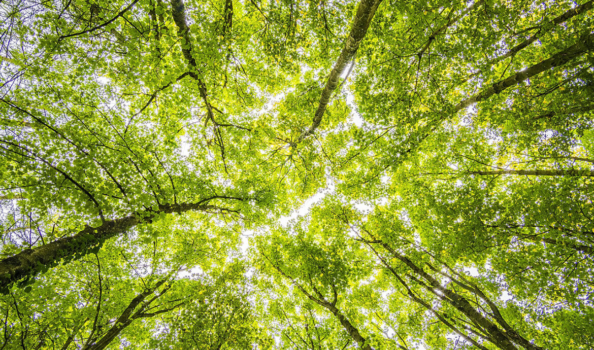 Actividades en La Plata por la Semana de las Ciencias Forestales