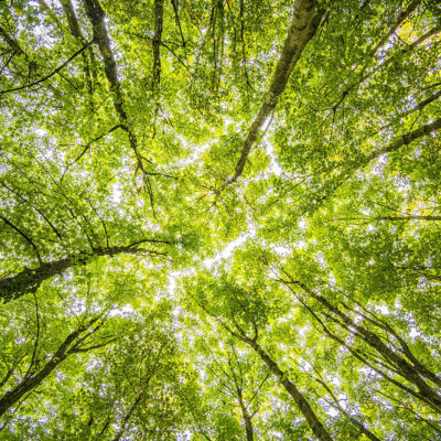 Actividades en La Plata por la Semana de las Ciencias Forestales