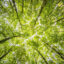 Actividades en La Plata por la Semana de las Ciencias Forestales