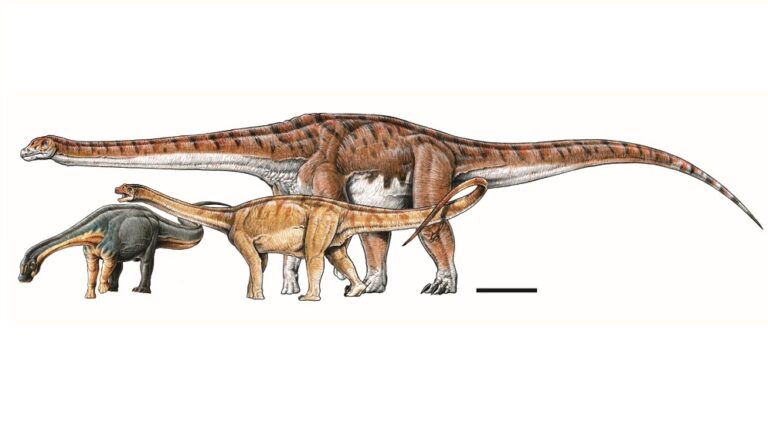 Cómo Se Llaman Los Dinosaurios Que Tienen El Cuello Largo