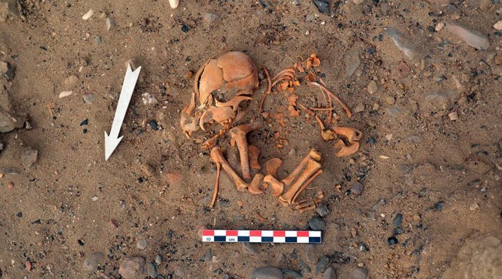 Identifican la llegada de perros domésticos a Sudamérica con el arribo de las primeras poblaciones agrícolas