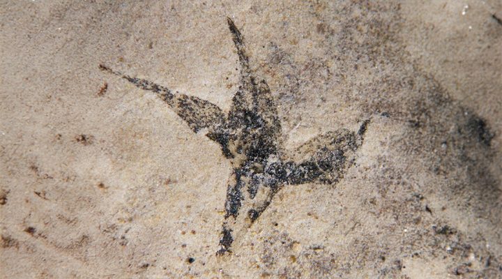 “Pequeña estrella del sur”: hallan la flor más antigua de Argentina